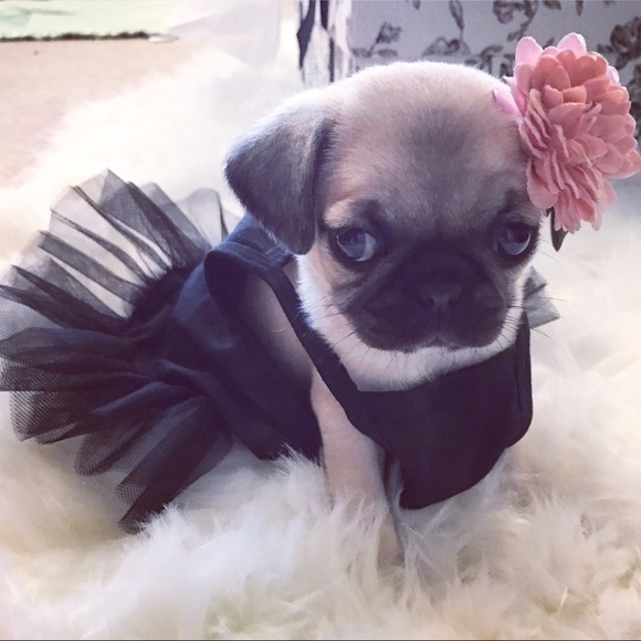 Meet your Posher, Josy - Picture 8 of 8